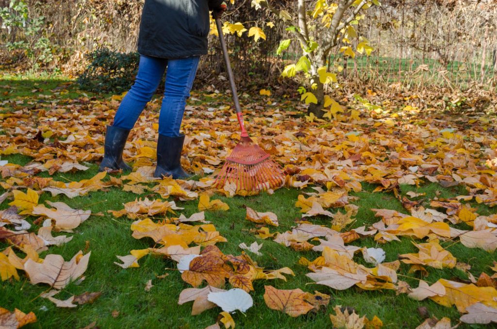 Leaf Removal Service | Leaf Clean Up Services | Leaf Raking Service