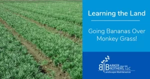 A field of Liriope, also known as monkey grass, in Charlotte, NC, demonstrates early growth stages ideal for pruning without harming new shoots.