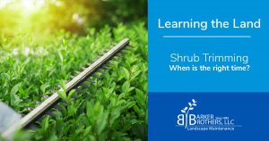 When is the right time to trim shrubs